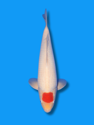 Tancho Kohaku | Koi&Co.